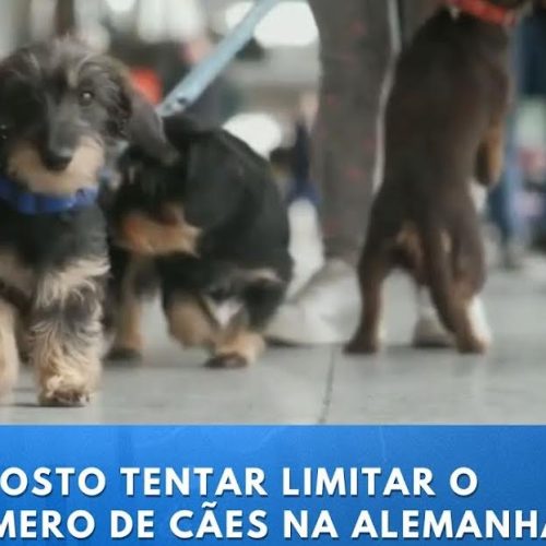 Para uma boa reflexão: Alemanha cobra imposto sobre cães e tem arrecadação recorde