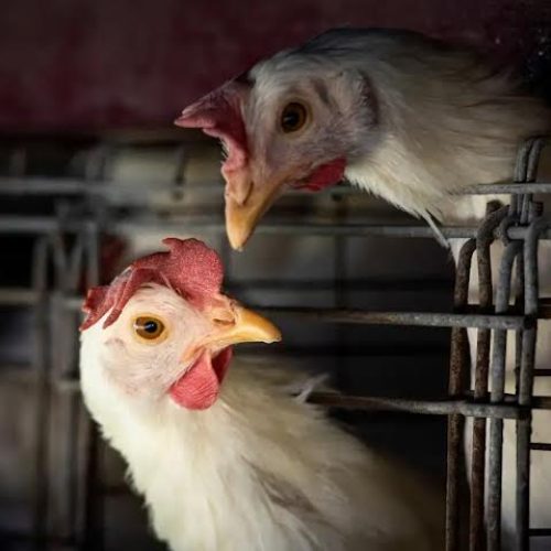 Técnicos do governo e economistas preveem uma queda temporária nos preços de frango e ovo