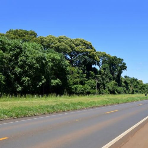 Saiba o que fazer ao identificar animais nas pistas
