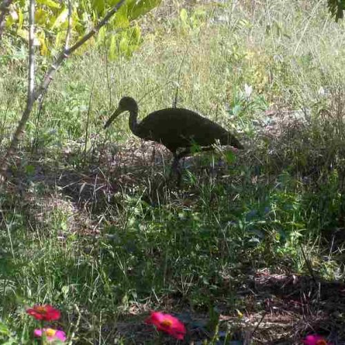 Ave silvestre faz controle de caramujo africano