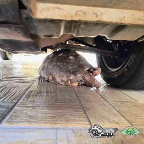 Descalvado: PM Ambiental apreende animais dada fauna silvestre que eram mantidos em cativeiro