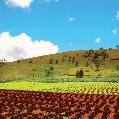 Documentário mostra riscos dos agrotóxicos nos alimentos