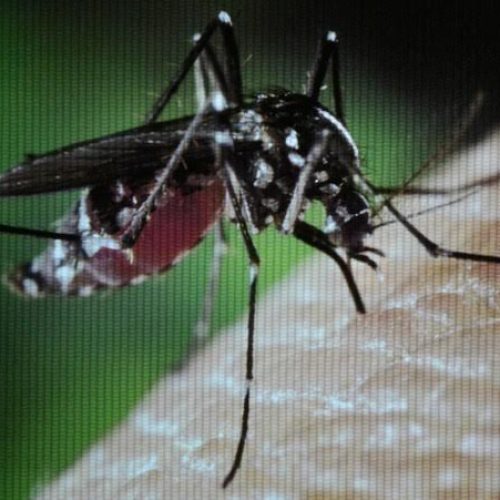 Moradores e empresas recebem palestras sobre combate ao mosquito Aedes aegypti