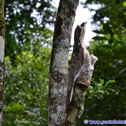 Fotografado Urutau no Parque Estadual de Porto Ferreira