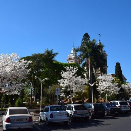 Ipês brancos se destacam na praça Cornélio Procópio