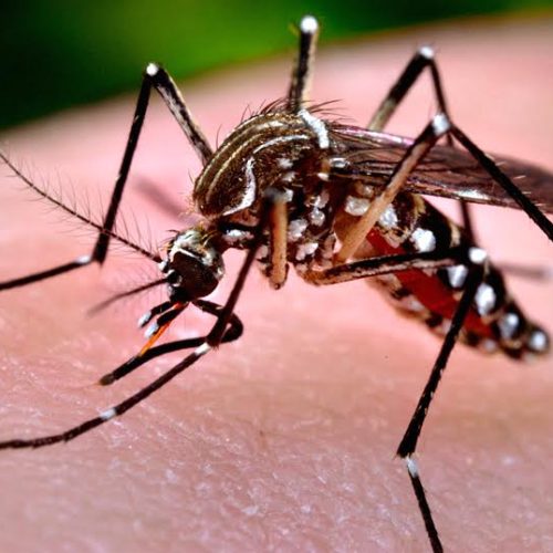 Mesmo com tempo seco, população deve manter cuidados contra o mosquito da dengue e febre amarela