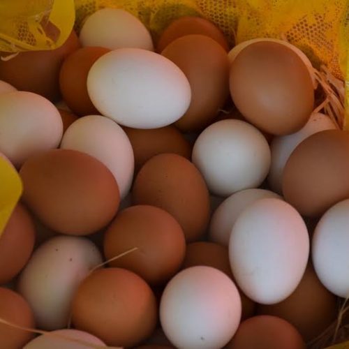 Dia do Ovo da USP de Pirassununga será comemorado no dia 1º de outubro