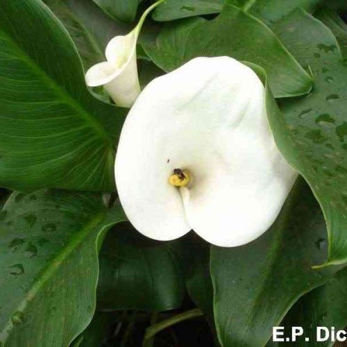 Plantas tóxicas, lado a lado com o cidadão