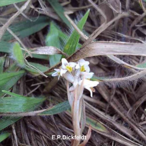 Encontrada nova espécie de orquídea na região