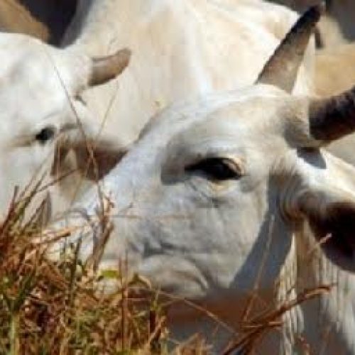 Descalvado: 40 cabeças de gado foram furtadas de sítio localizado às margens da SP-215