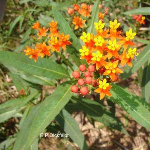 Plantas tóxicas, lado a lado com o cidadão – Parte II