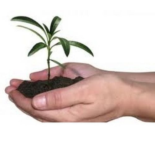 Núcleo de Educação Ambiental faz plantio de mudas