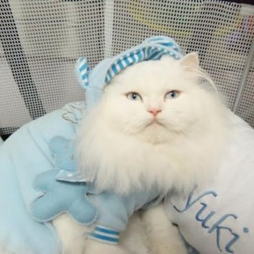 Gata Nikole, mascote felina da Vansil, é atração da Faipet em Descalvado