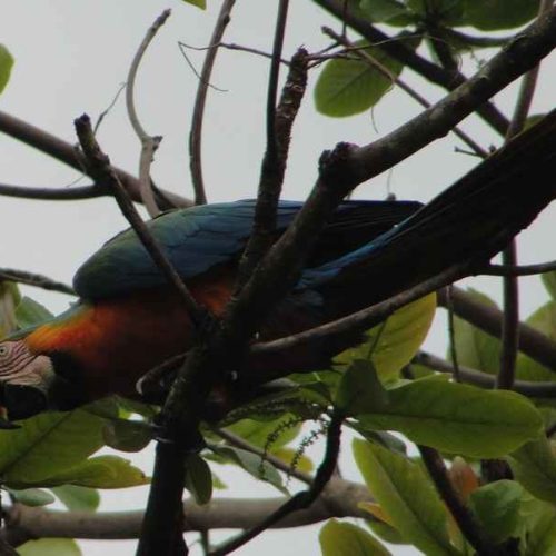 Araras azuis (Ara ararauna) aparecem em Porto Ferreira