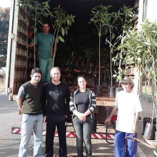 Projeto de arborização urbana é prioridade para a área de meio ambiente