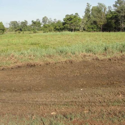 Plantas aquáticas ameaçam lagoas ribeirinhas
