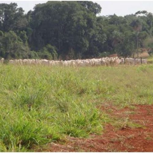 USP Pirassununga – Pesquisa eleva produção de carne para 600 quilos por hectare