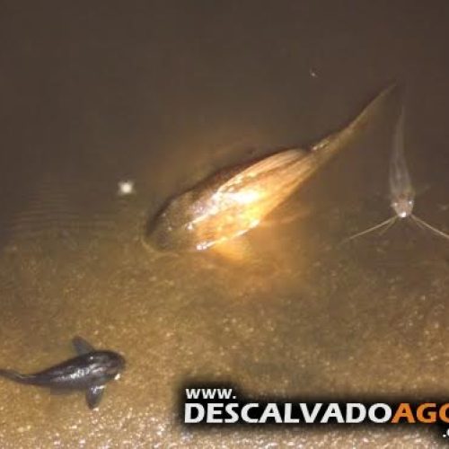 Mortandade de peixes é verificada no rio Mogi Guaçu