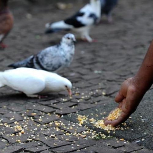 Controle de Vetores de Porto Ferreira faz alerta sobre os riscos que os pombos trazem para a saúde