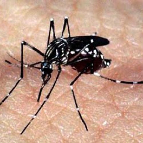 Fiocruz orienta grávidas a redobrar cuidados no carnaval para evitar Zika