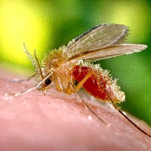 Vigilância Epidemiológica faz alerta sobre o “perigo silencioso” da leishmaniose