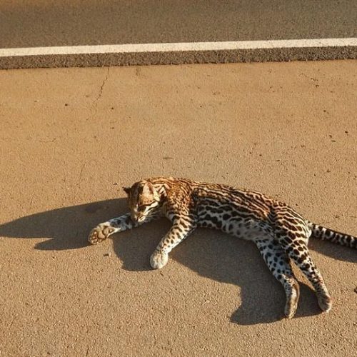Animal raro e ameaçado de extinção morre por atropelamento em Porto Ferreira