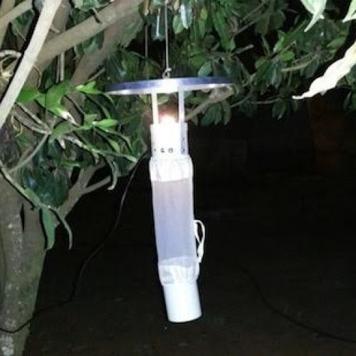 Controle de Vetores coloca pela cidade 20 armadilhas para mosquito transmissor da leishmaniose
