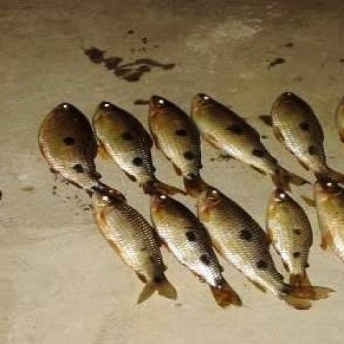 Homem é preso em flagrante com 4 Kg de linguiça de capivara, tatu abatido e peixes do Rio Mogi Guaçu