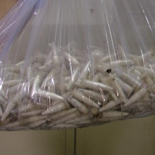 PM aprende grande quantidade de pinos contendo cocaína no bairro Cristo Redentor