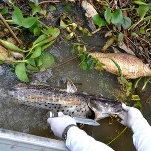 MPF/SP denuncia usina de cana e administrador por derramamento de resíduos no rio Mogi Guaçu