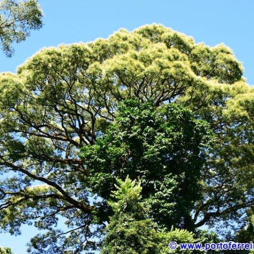 Florescem os gigantes do Parque