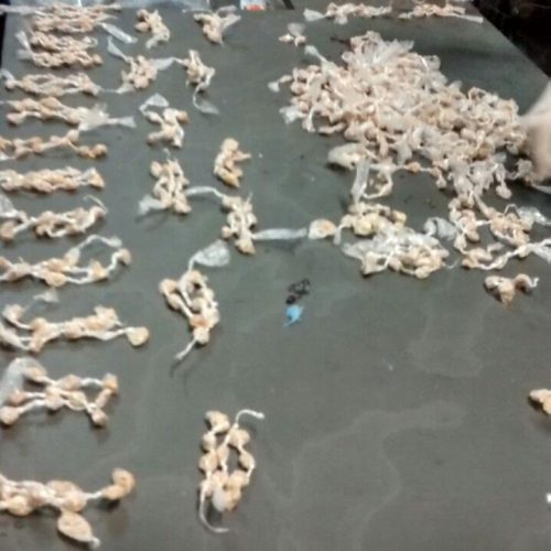 PM localiza 1.110 pedras de crack e 56 pinos com cocaína em área de mata no bairro Cristo Redentor