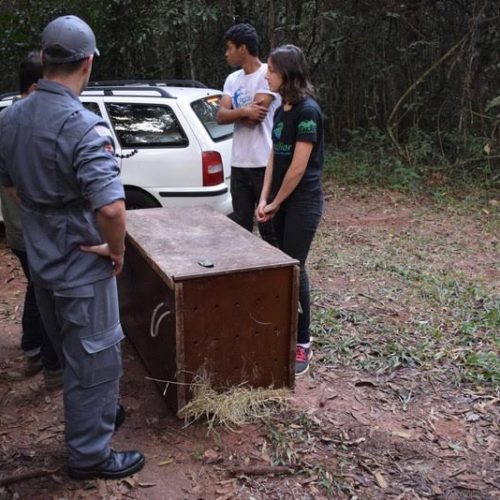Onça parda retorna ao seu habitat em Porto Ferreira