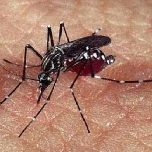 15 Dicas para evitar a proliferação do mosquito da Dengue