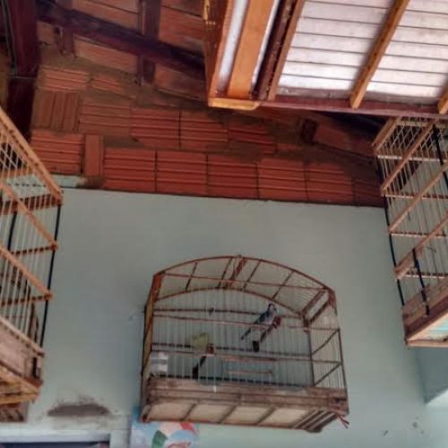 Policiamento Ambiental apreende aves nativas em casa na Vila Nova