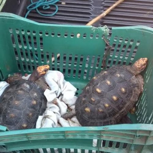 Polícia Ambiental localiza animais da fauna silvestre em residência de Porto Ferreira