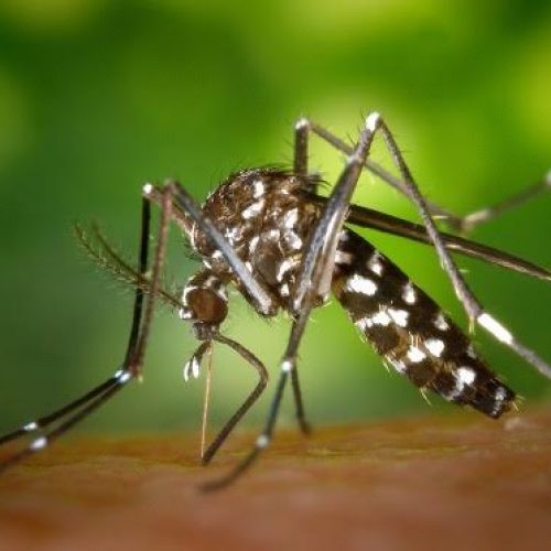 Em Porto Ferreira o índice de infestação do mosquito da dengue recua de 2,9 para 0,4