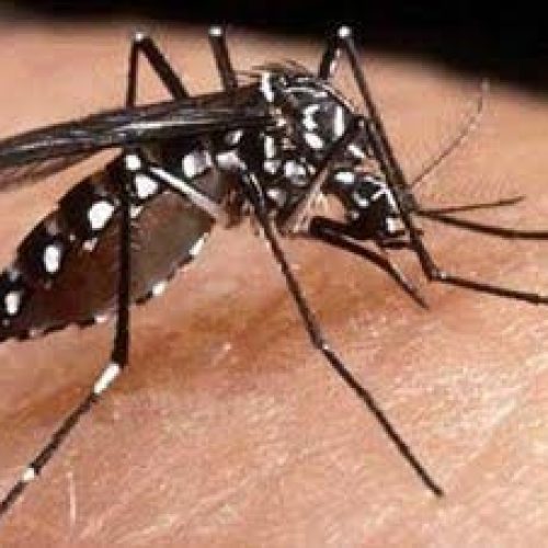Dengue: cidade registra 362 casos em uma semana e equipe com 30 agentes começa a atuar