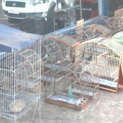 Polícia Militar Ambiental apreende 29 pássaros da fauna silvestre na área central de Porto Ferreira