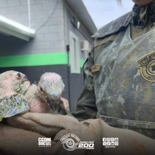 Polícia Ambiental apreende filhotes de papagaio transportados de forma irregular em rodovia de São Paulo