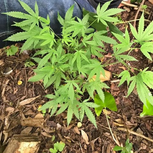 PM localiza pé de maconha e motos pinadas no bairro Santa Cruz; um menor de 17 anos foi apreendido