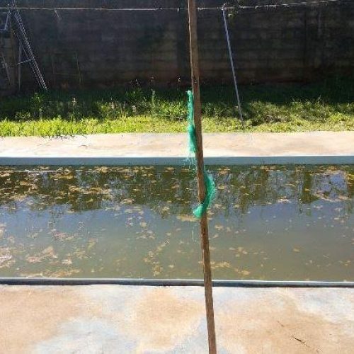 Dengue: agentes encontram criadouros de larvas do mosquito em vários pontos da cidade