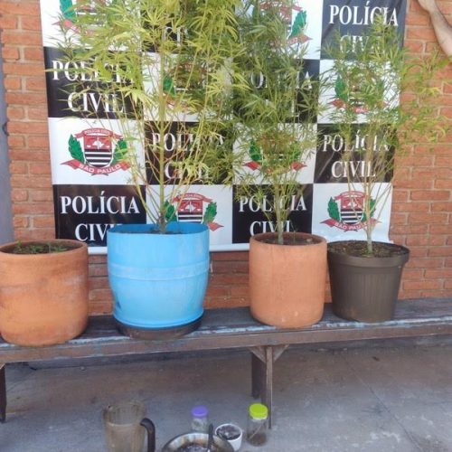 Mulher que cultivava maconha em casa é presa pela Polícia Civil