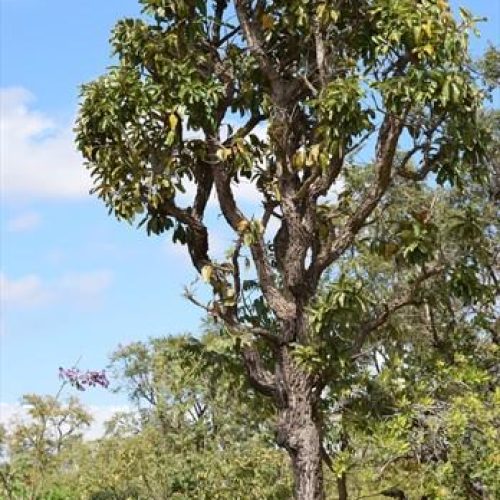 11 de setembro é o Dia Nacional do Cerrado