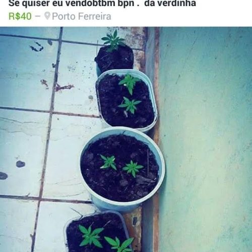 Homem é preso na cidade de Porto Ferreira suspeito de vender “pés de maconha” pelas redes sociais