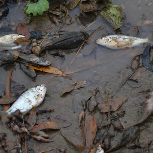 Mortandade de peixes também acontece no Rio Mogi Guaçu