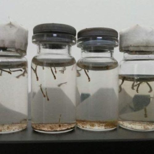 Dengue: equipes alertam para a grande quantidade de focos de larvas encontrada em residências