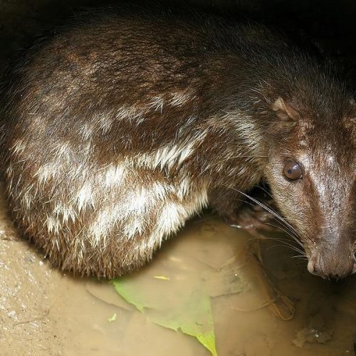 Proteção da fauna vai além da educação ambiental