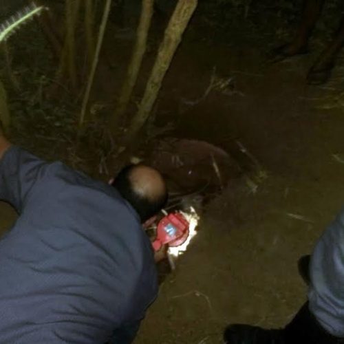 Corpo de Bombeiros resgata bezerro que havia caído em buraco no Jardim São Manuel