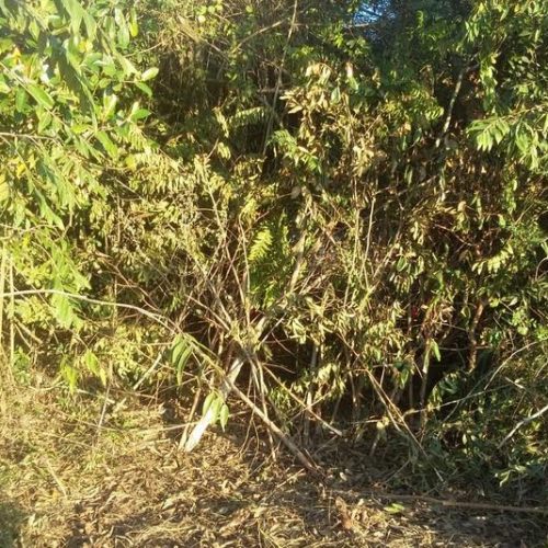 Veículo roubado em Santa Rita é localizado em área de mata na estrada velha para Descalvado
